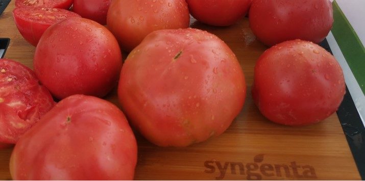 Семена домат Хепинет от Синджента.