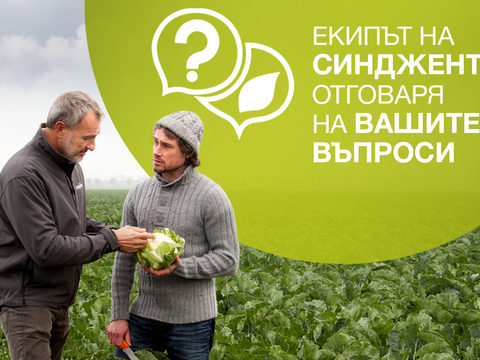 Екипът на Синджента отговаря на въпросите на производителите на зелечукови култури.  