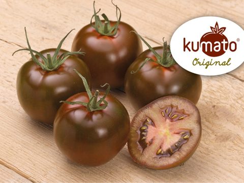 Професионални семена от специален домат Кумато. Познат със своят изключителен аромат и вкус, Кумато не остава незабелязан на щанда поради своя характерен по-тъмен цвят. Той е особено месест, сочен и по-сладък от традиционните сортове, с леко кисела нотка.