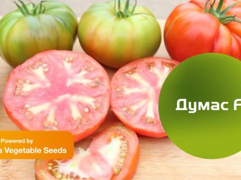 Думас: уникален за пазарът в България домат, който се отличава с атрактивната си форма и високо качество.