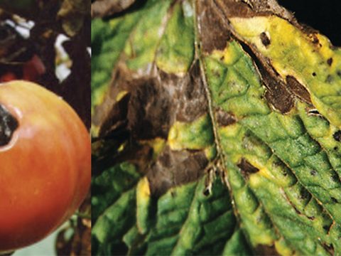 Болести по доматите: алтернария и листни петна.