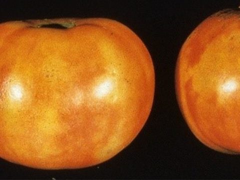 Бронзовост при доматите (TSWV).