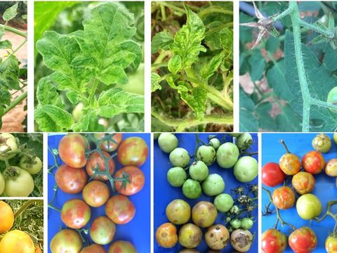 Болести по доматите: вирус на кафявото набраздяване по плодовете на доматите (ToBRFV).