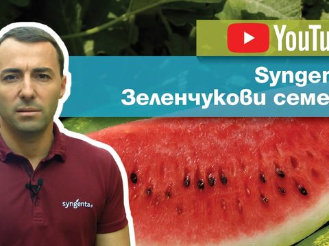 YouTube канал за зеленчукови семена на Синджента.