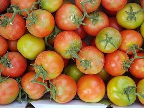 Вирус на кафявото набраздяване по доматите (ToBRFV).