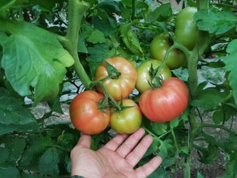 Семена домат Манекро от Синджента.