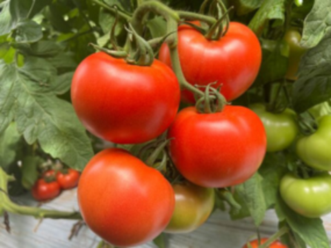 Семена домати Баросор от Синджента.