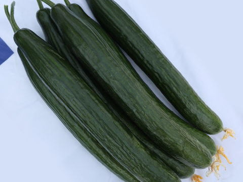 Есбен - сорт семена краставица за пролет и лято