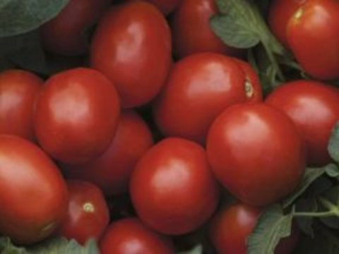 Семена домати за преработка от Синджента.