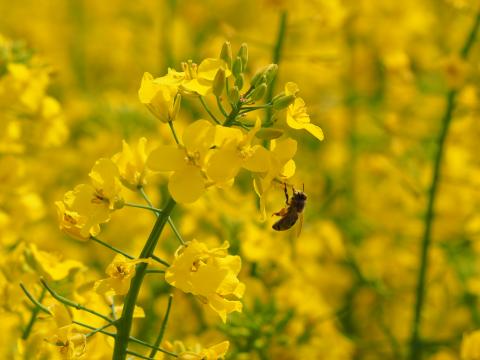 bee_on_oilseed_rape_flower.jpg