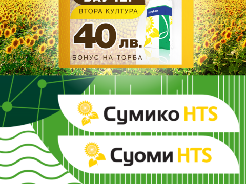 втора култура слънчоглед