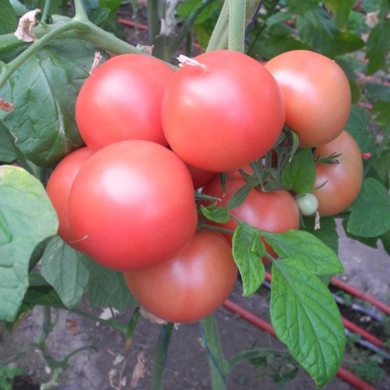 Професионални семена безколов розов домат Хепинет от Синджента. Подходящ за прясна консумация с прекрасни вкусови качества и атрактивен цвят. Хепинет ви дава сигурност за успешен добив, дори и в горещи климатични условия.