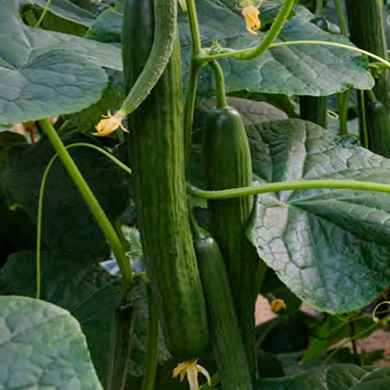 Есбен - сорт семена краставица за пролет и лято