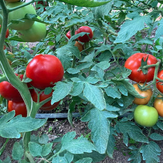 Семена домати Баросор от Синджента. 