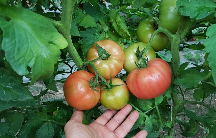 Семена домат Манекро от Синджента.