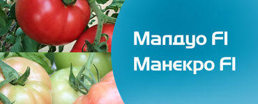 Семена розови домати Малдуо и Манекро, от Синджента.