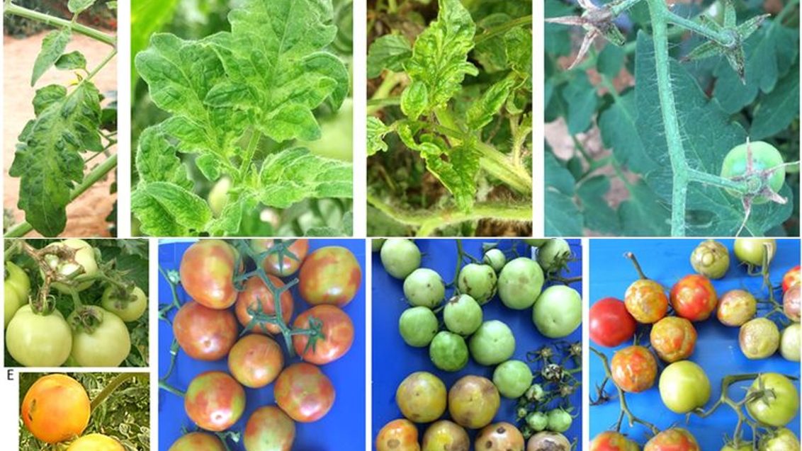 Болести по доматите: вирус на кафявото набраздяване по плодовете на доматите (ToBRFV).