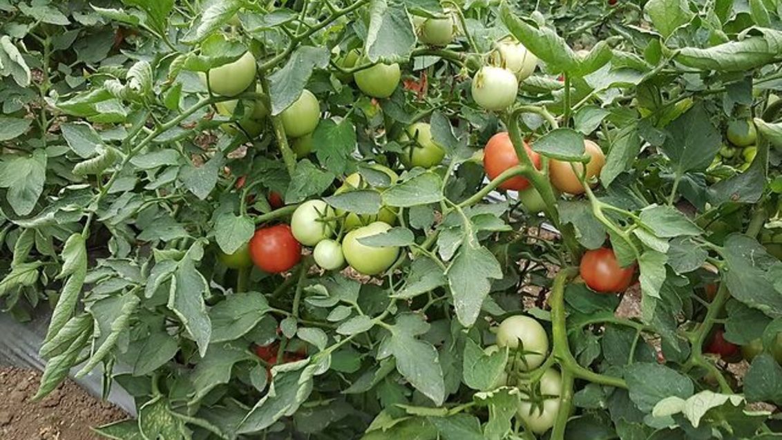 Семена розови безколови домати от Синджента.