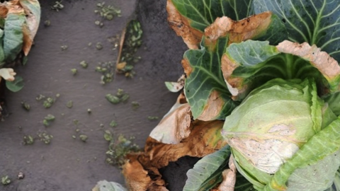  Xanthomonas campestris