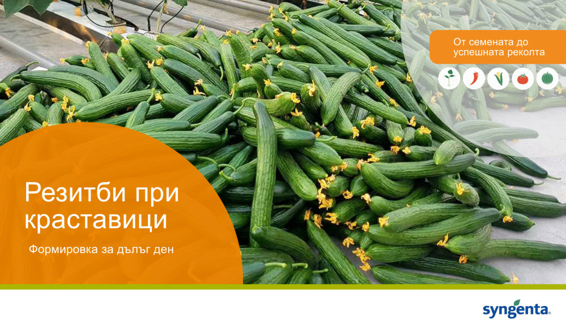 Синджента резитби при краставици