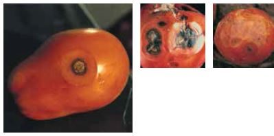 Антракноза при доматите: симптоми и средства за контрол.