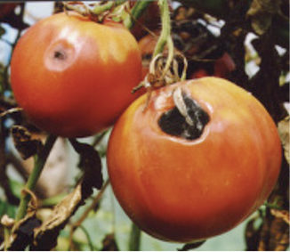 Алтернария при доматите: симптоми и средства за контрол. Растителна защита при алтернария: Цидели Топ, Ортива Топ, Кариал Стар.