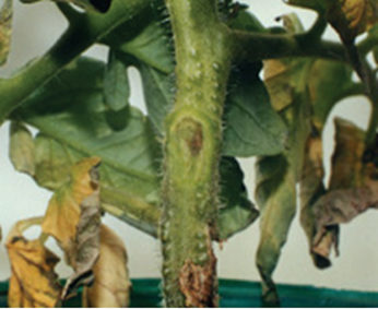 Бактерийно изсъхване при доматите: симптоми и средства за контрол. Растителна защита при бактерийно изсъхване: Копрантол Дуо.