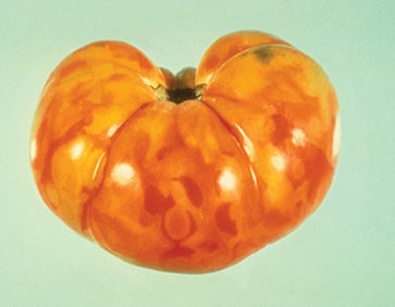 Бронзовост по доматите при доматите: симптоми и средства за контрол.