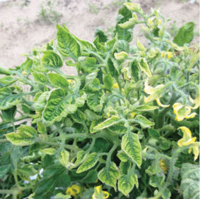Жълто листно завиване при доматите: симптоми и средства за контрол. Хибридни сортове домати устойчиви на Жълто листно завиване: Манекро, Грумира, Мамстон, Думас