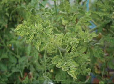 Жълто листно завиване при доматите: симптоми и средства за контрол. Хибридни сортове домати устойчиви на Жълто листно завиване: Манекро, Грумира, Мамстон, Думас