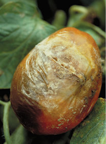 Картофена мана при доматите: симптоми и средства за контрол. Растителна защита при картофена мана: Копрантол Дуо, Куадрис, Ридомил Голд МЦ, Ридомил Голд Р, Кариал Стар.