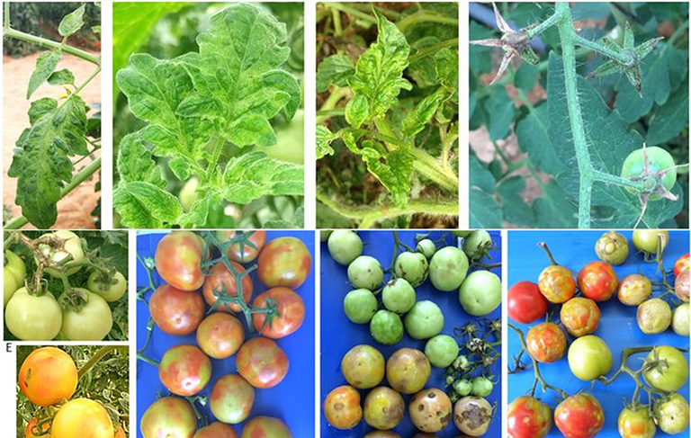 ToBRFV при доматите: симптоми и средства за контрол. 