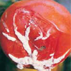 Фитоторфно гниене при доматите: симптоми и средства за контрол. Растителна защита при фитоторфно гниене: Куадрис, Ридомил Голд МЦ, Ридомил Голд Р, Кариал Стар, Копрантол Дуо.