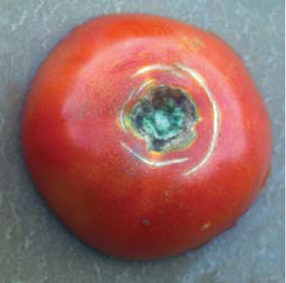Напукване на плодовете при доматите: симптоми и средства за контрол.