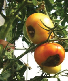 Недостиг на калций при доматите: симптоми и средства за контрол. 