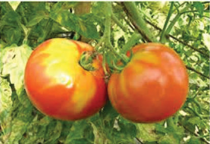 Недостиг на калий при доматите: симптоми и средства за контрол. 