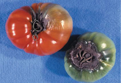 Сиво гниене при доматите: симптоми и средства за контрол. Растителна защита при сиво гниене: Суич.