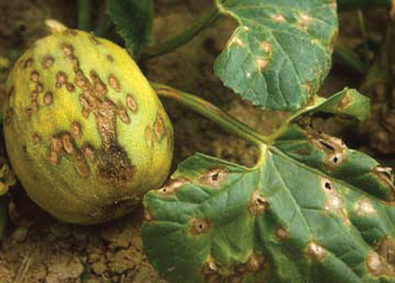 Антракноза при краставиците: симптоми и средства за контрол. Растителна защита при антракноза: Цидели Топ.