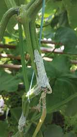 Бяло гниене при краставиците: симптоми и средства за контрол. Растителна защита при бяло гниене: Суич.