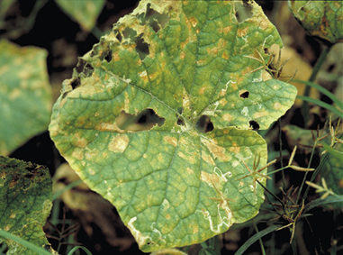 Мана при краставиците: симптоми и средства за контрол. Растителна защита при мана: Куадрис, Ридомил Голд МЦ.