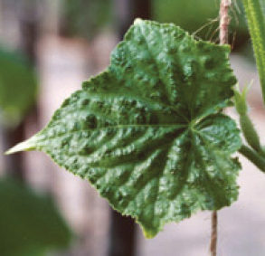 Зелена краставична мозайка при краставиците: симптоми и средства за контрол. Хибридни сортове домати устойчиви на Зелена краставична мозайка: Бомбър.
