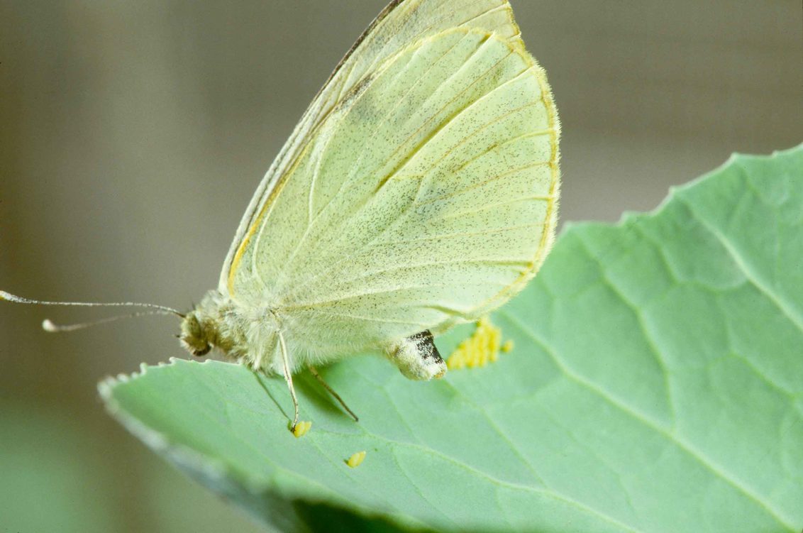 Бяла зелева пеперуда при карфиол: симптоми и средства за контрол. Растителна защита при бяла зелева пеперуда: Амплиго.