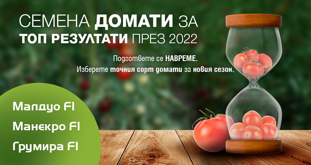 Семена домати от Синджента за сезон 2022 г.