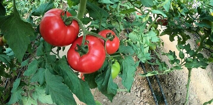 Семена розов домат Малдуо, с устойчивост на бронзовост, от Синджента.