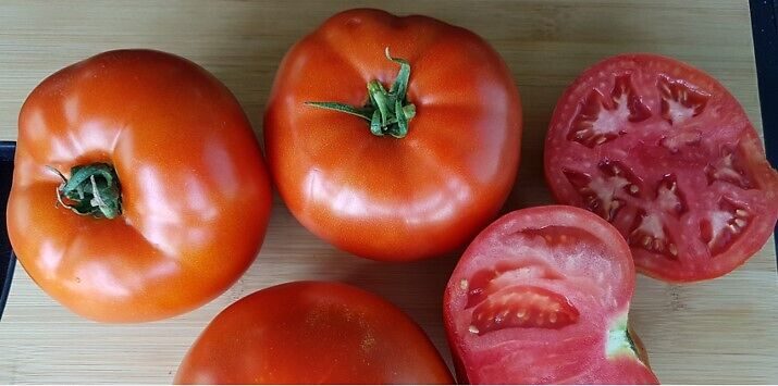 Семена домати Бобкат от Синджента.