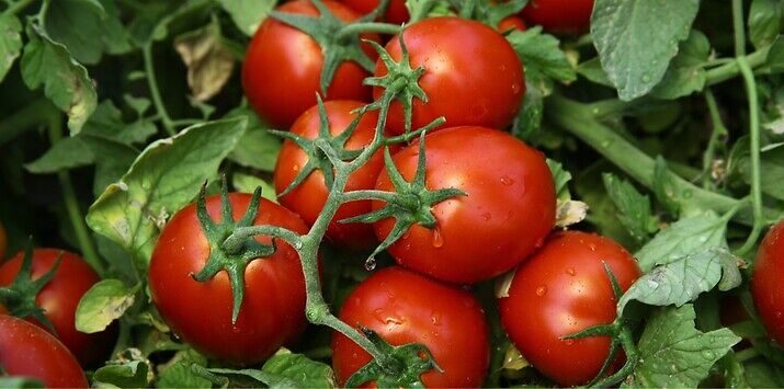 Семена домат Чибли от Синджента.