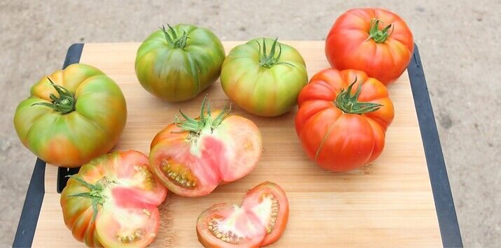 Семена домат Думас от Синджента.