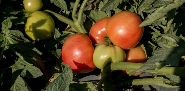 Семена домат Пинк а лишъс от Синджента.