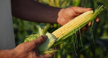 corn-corn-CP-image-360x193px.jpg