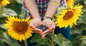 sunflower-CP-image-360x193px.jpg